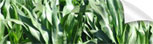 Agrochemicals