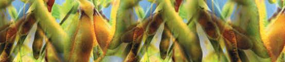 Agrochemicals